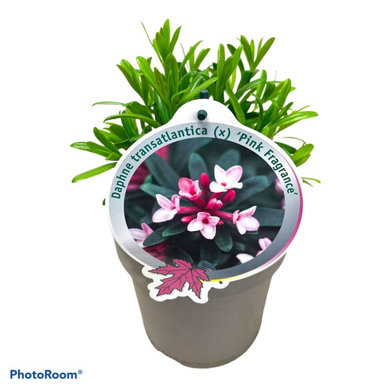 Daphne transatl. Pink Fragrance - C2